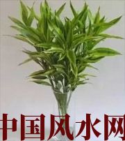 本溪十二生肖养什么植物最旺财运？你知道吗！