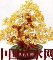 本溪买了招财植物却不能发财，是方位摆错了！